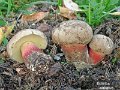 Caloboletus calopus-amf276